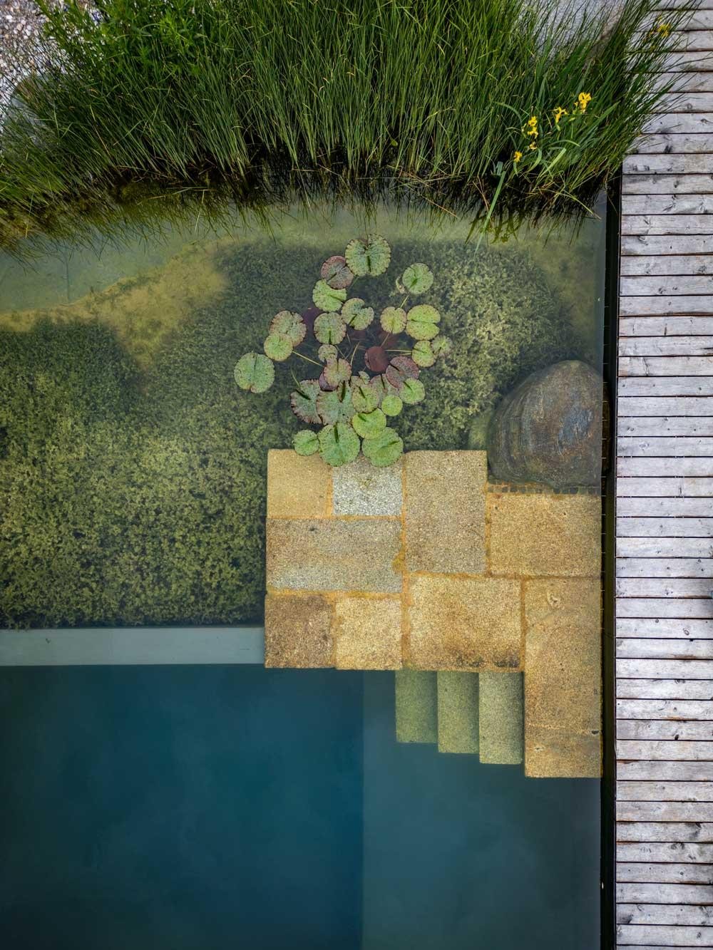 Detail van natuurzwembad met trap waterlelies en regeneratiezone