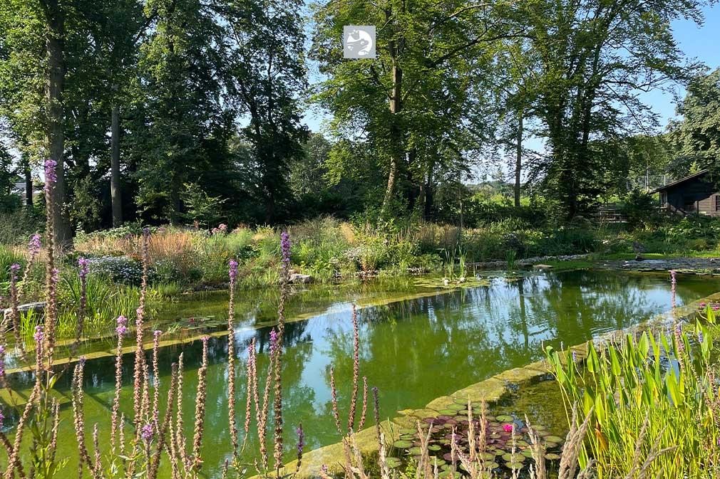 Natuurlijke Biotop zwemvijver met weelderige oeverbeplanting