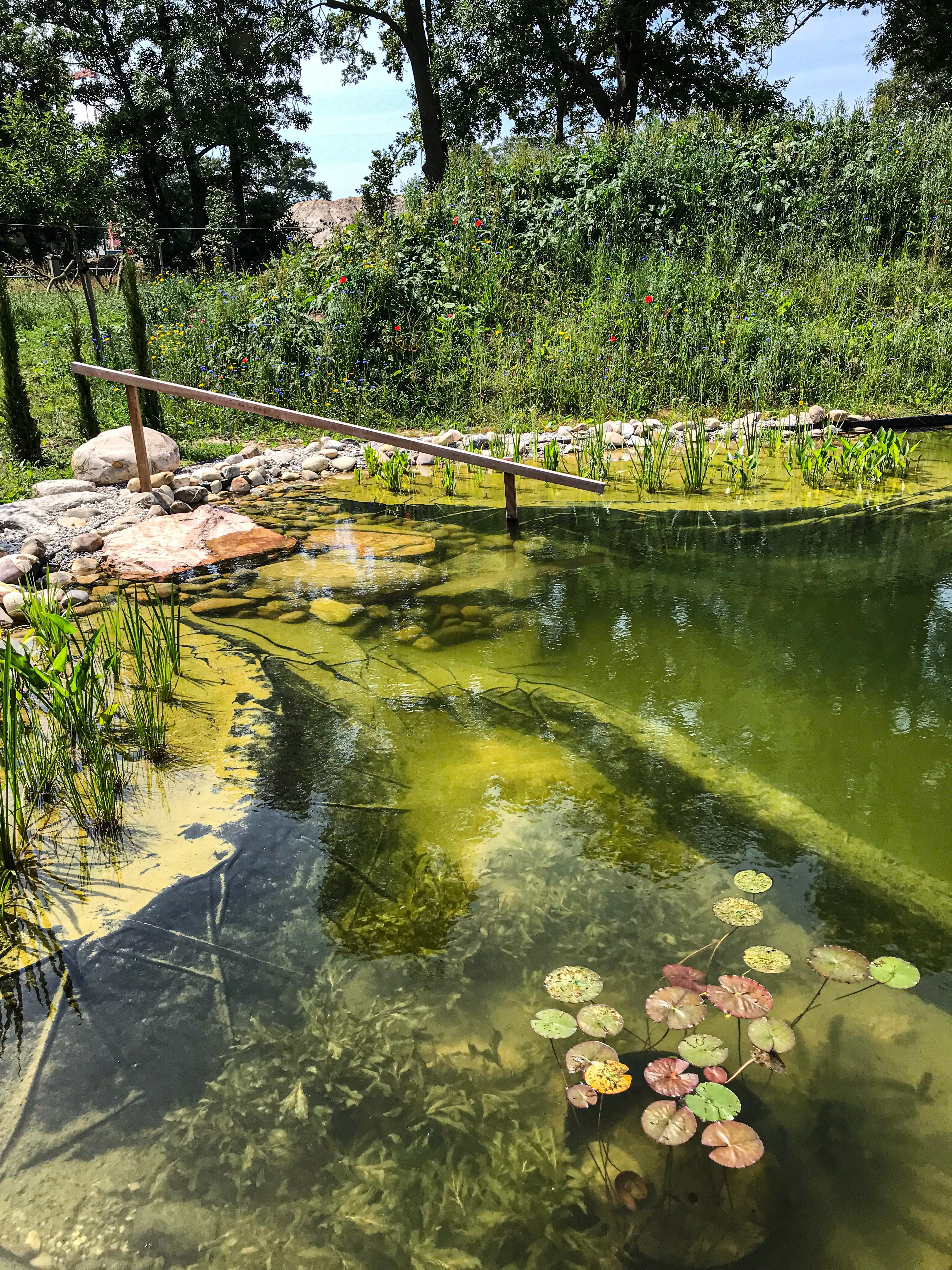 natural-swimming-pond-Bachrem-NL-4