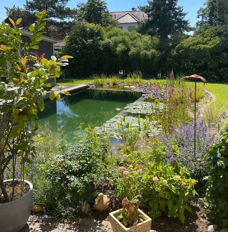 Natuurlijke zwemvijver in de achtertuin met bloeiende planten en gebogen oever