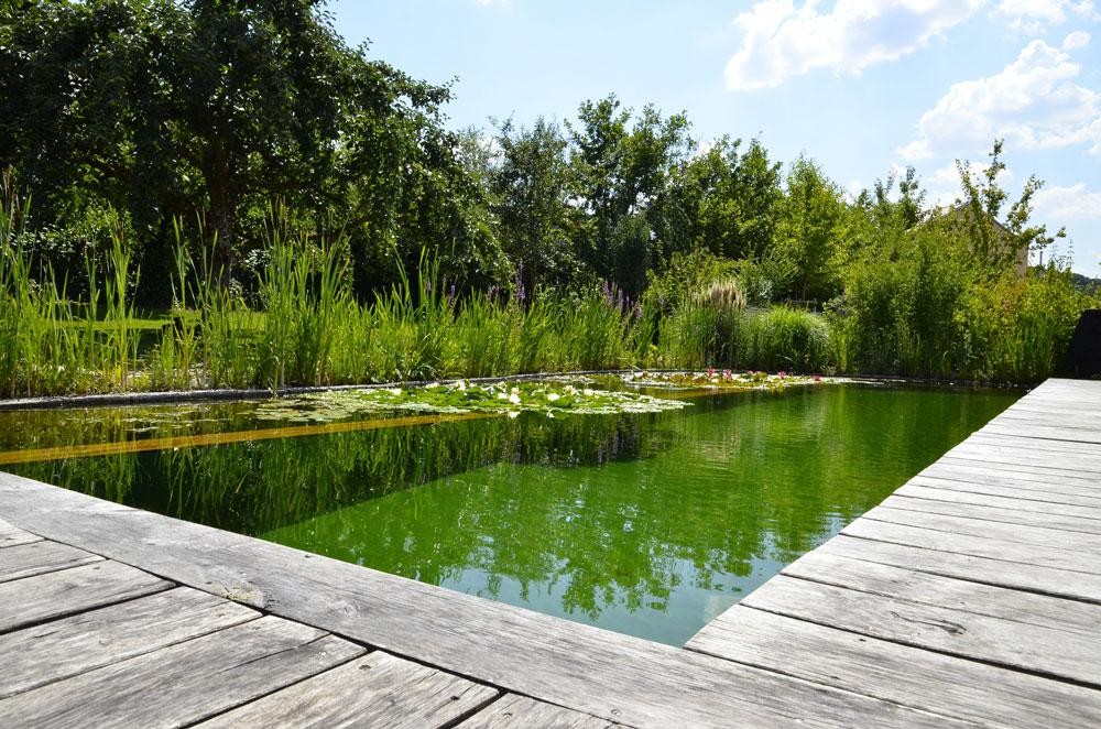 Natuurlijke zwemvijver met waterplanten en houten dek
