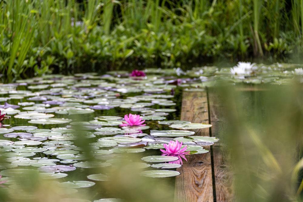 Waterlelies in een natuurzwembad met houten rand en waterplanten