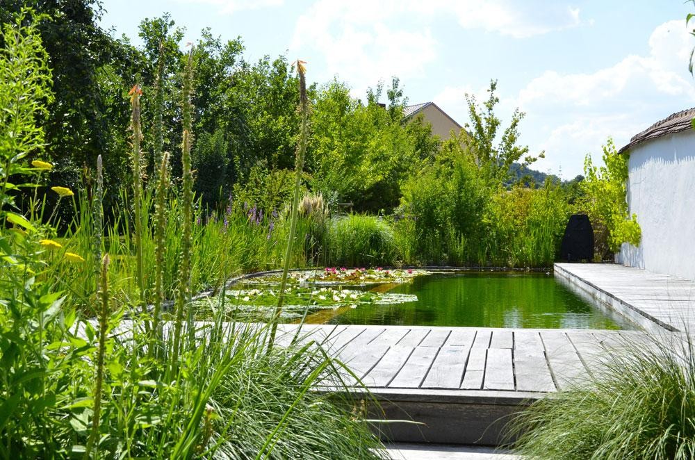 Zwemvijver met houten dek en dichte plantenzone aan het water