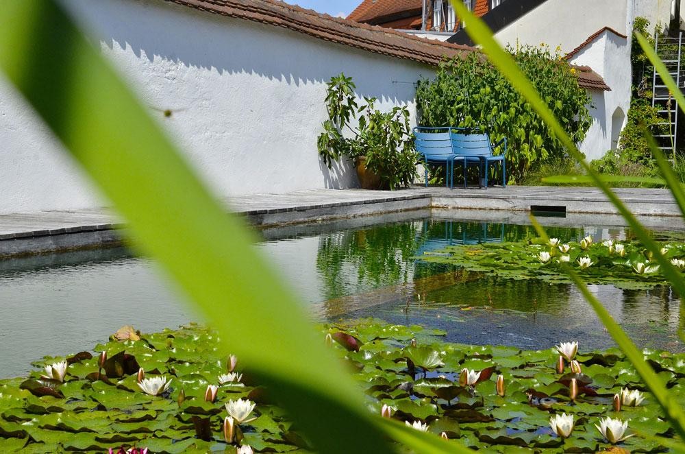 Zwemvijver met waterlelies witte tuinmuur en blauwe bank
