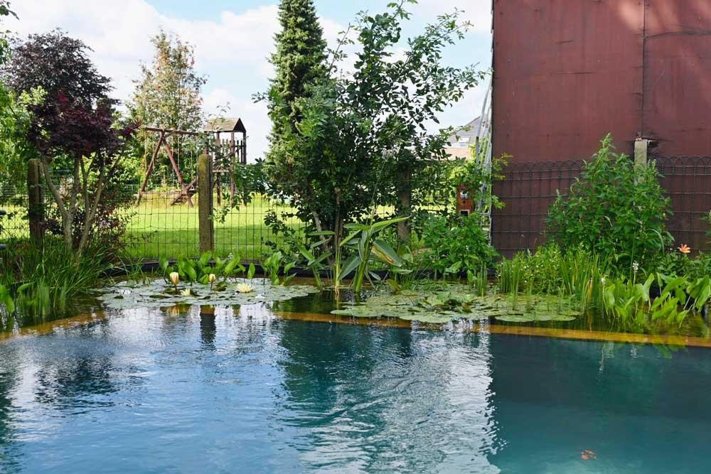 Zwemvijver met waterlelies, oeverplanten en natuurlijke filterzone