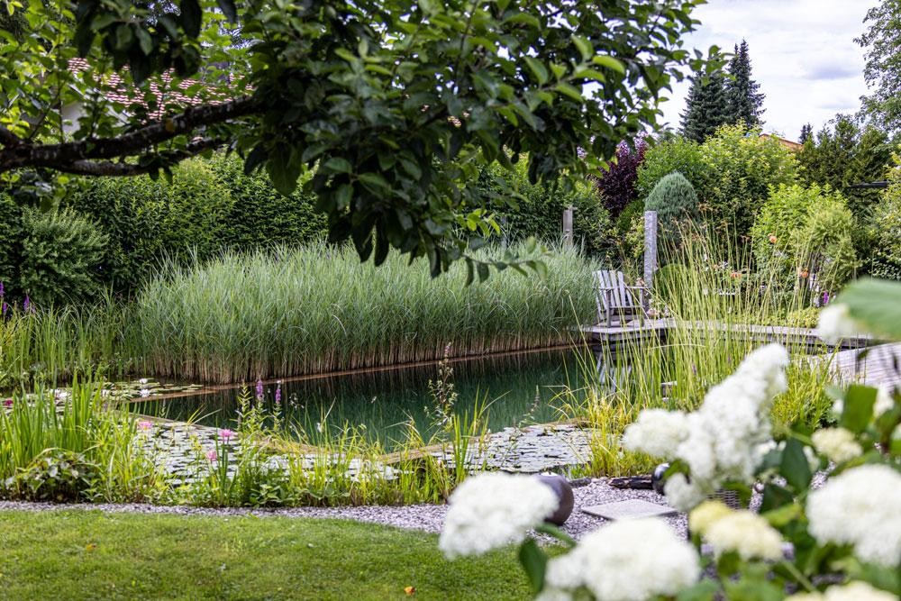 Natuurlijke zwemvijver met riet en weelderige tuin